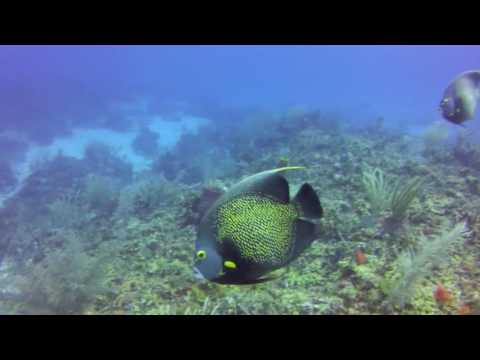 Belize Barrier Reef Scuba Diving