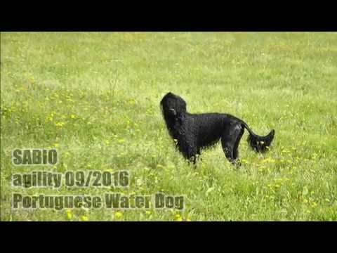Black Velvet Espirito de Aqua - SABIO - agility trénink