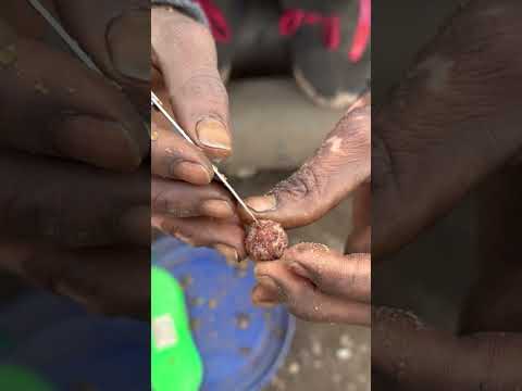 Original 5 Mukhi Rudraksha #shorts