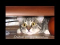 А у кошки четыре ноги. 