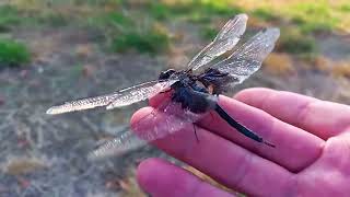 Dragonfly 🚁