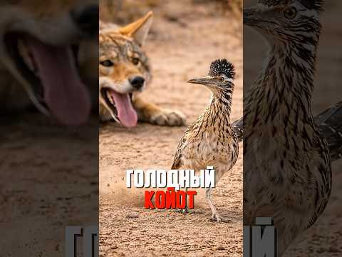 ЭТА ПТИЦА ГОДАМИ ИЗДЕВАЕТСЯ НАД КОЙОТОМ 😳