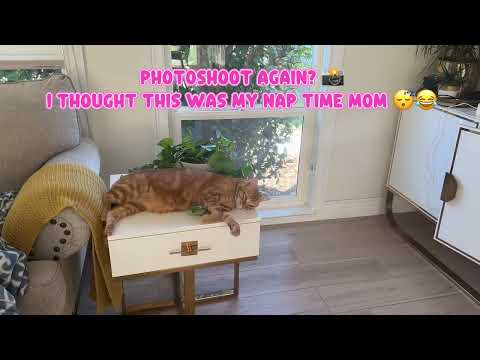 Just another day in the life of Julius, lounging like royalty😻#bayarea #cat #catlovers #fypシ #viral 