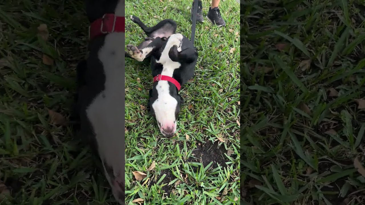 Benny, a Adoptable mixed breed in Miami, FL video 6/6