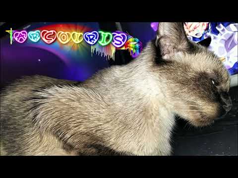 ARCOIRIS🌈 EN LA NIEBLA 🐈 ⸸✞☦✝✟♱♰☥♁✠