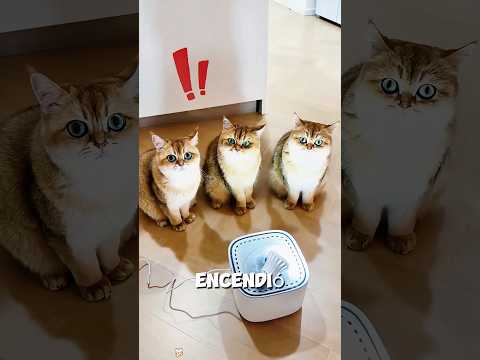 El misterio del gato que temblaba al beber agua#funny #gatos #cat #foryou #shorts #fyp #pets #cute