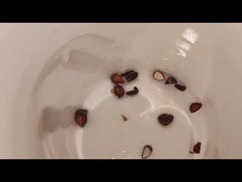 SAMO POTOPITE SEMENKE U VODU I GLEDAJTE KAKO UTIČE NA VAŠE TELO!