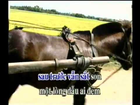 Hạt gạo Tuy Hòa - Đông Đào