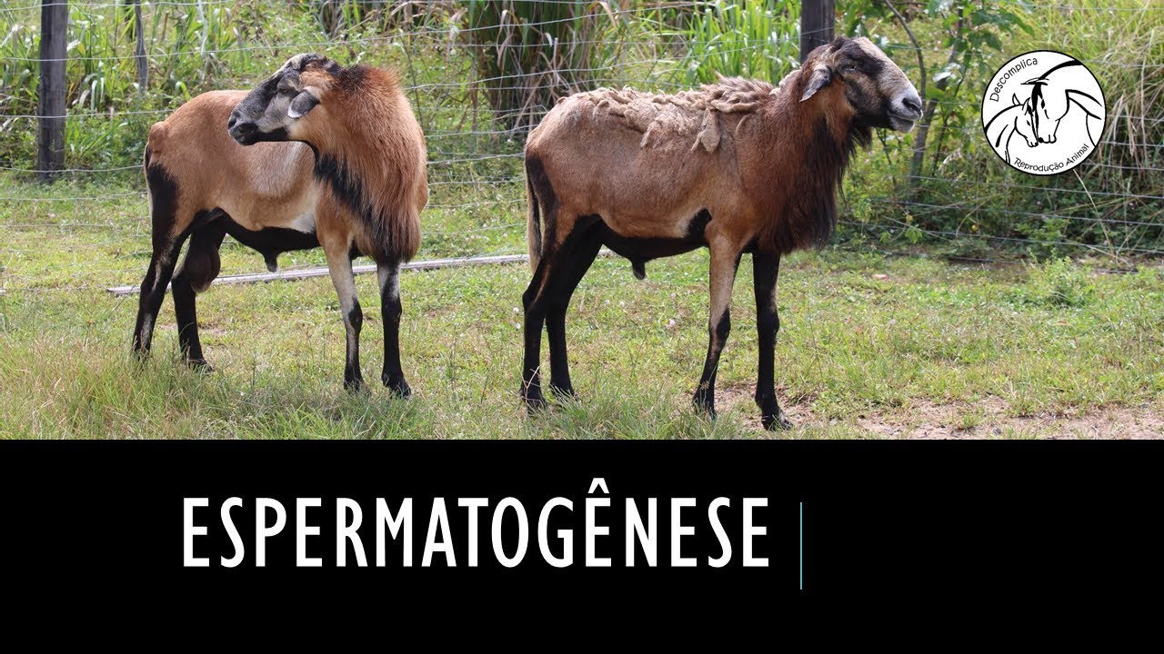 Espermatogênese em machos domésticos