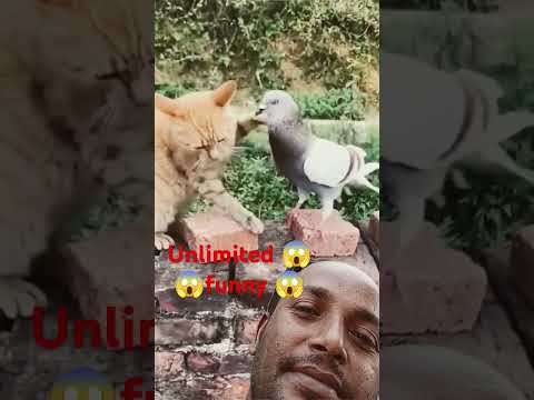 #cute #animals #funny #cat #birds