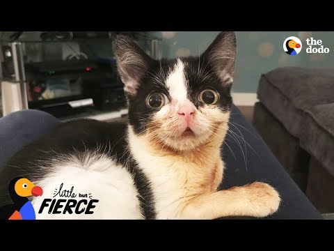 Cat With Dwarfism Fights Hard To Walk Again - TAYTO | The Dodo Little But Fierce