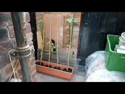 Sunflower Growth Timelapse