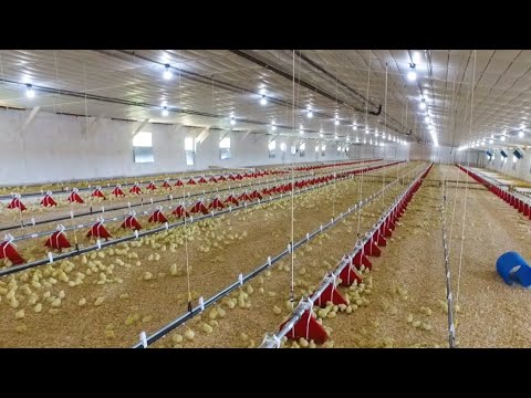 Step Inside our Chicken Houses