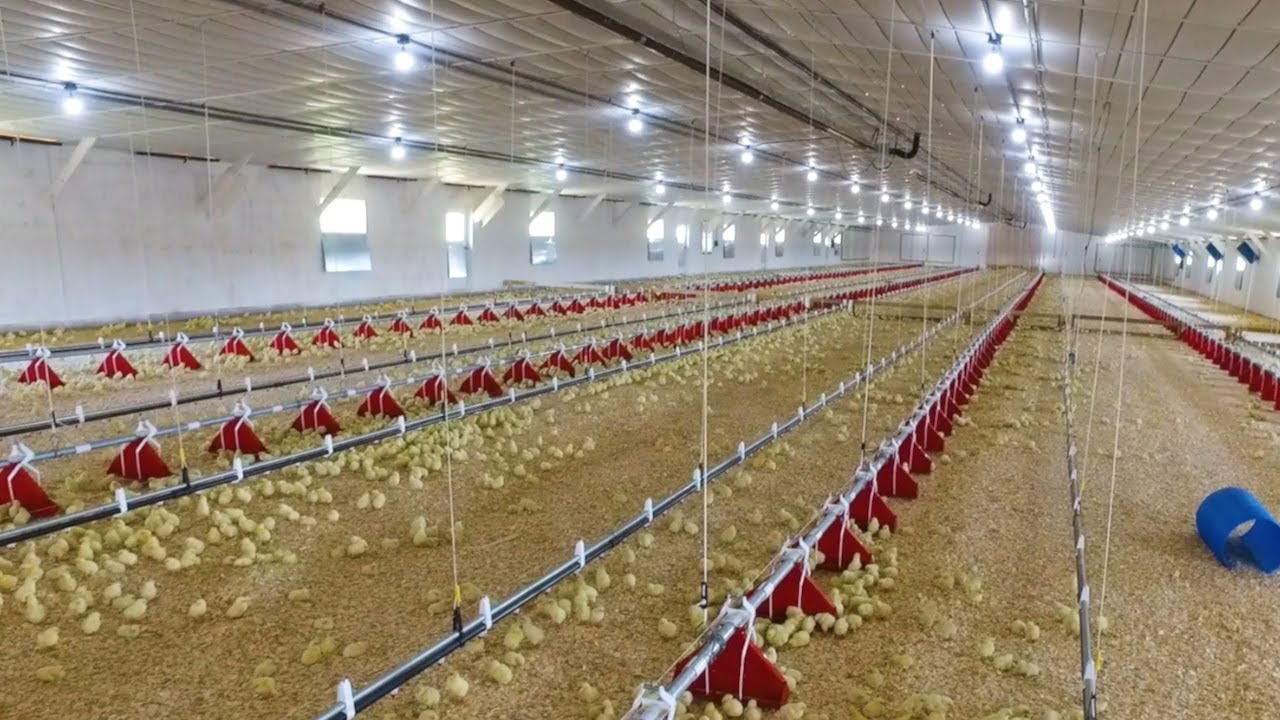 Step Inside our Chicken Houses