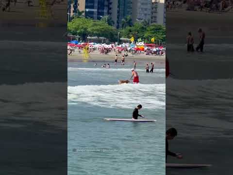 Surfista divide prancha com cachorro e chama atenção em Santos