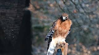 Man made effects on Wildlife!!!