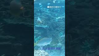 イルカやシャチもいいけど、魚たちも素敵 #名古屋港水族館