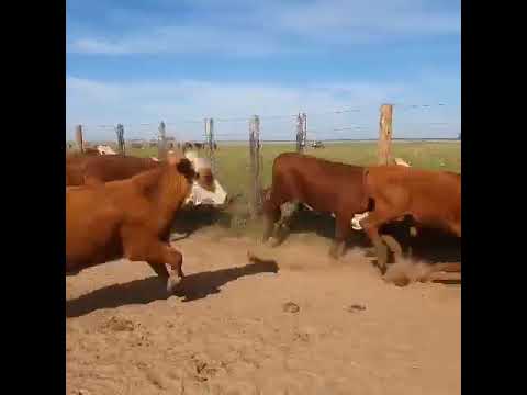 Casnem -  60 novillitos  -  Peso prom 340 kg  - Alvear,  Corrientes