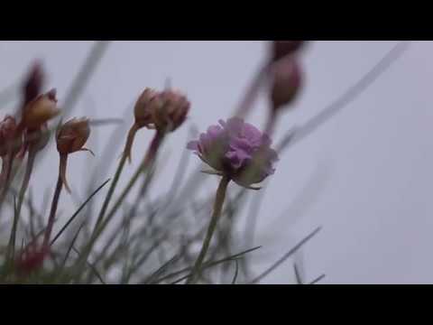 Tintagel in the "Sea Smoke"