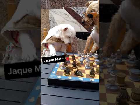 Jugando al ajedrez quien ganara la partida♟️♟️♟️#perrogracioso#fye#aljedrez#jugando#tiktokers#🐕🐕