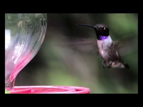 Black-chinned Hummingbird