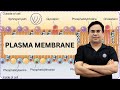 PLASMA MEMBRANE PHOSPHOLIPIDS CELL BIOLOGY PHOSPHOLIPIDS IN CELL MEMBRANE NILESH SONI