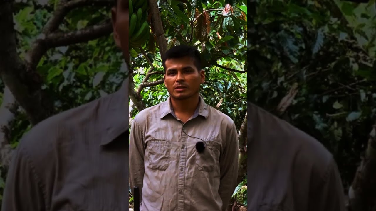 Esto no es solo sembrar banano… es agroforestería inteligente #shorts  #agroforesteríadinámica