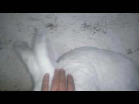 , title : 'Beyaz Alman Dev Velikan Tavşan maşallah'