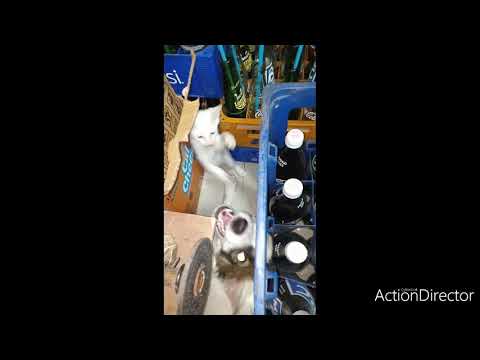 Once upon a time in adia