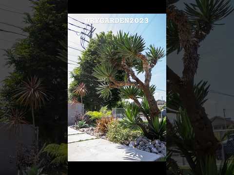 jardin-sec-plantes-Fétique-Gautier-graminées-ornement-jardin-japonais