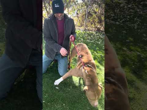 NEW A5673205 Troy | Pitbull