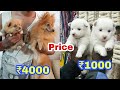 The Best 23 Pomeranian White Puppy Price In India