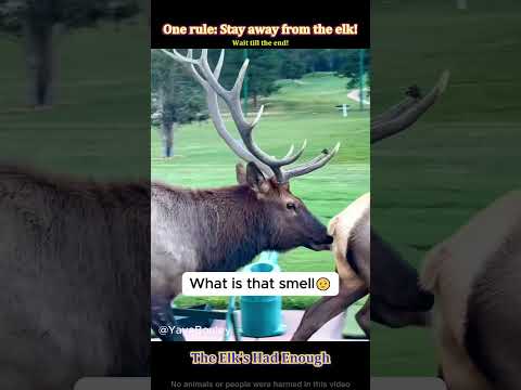 Elk mode: social battery dead 🫎#elk#deer#funnyanimals#wildlife