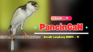 Download lagu Pancingan Suara Burung KENARI Gacor - Masteran KENARI PAUD Agar Cepat Bunyi Dan GACOR #493 mp3