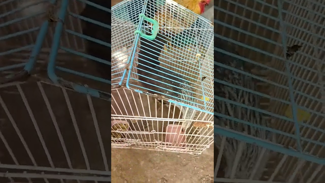 New member of my menagerie