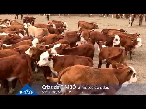 CIALE Alta Crías de TIMBÓ- Braford