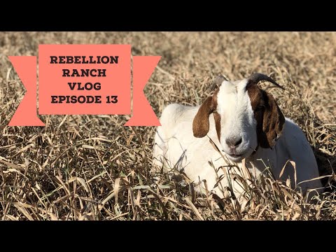 Culling Strategies for an Initial Goat Herd