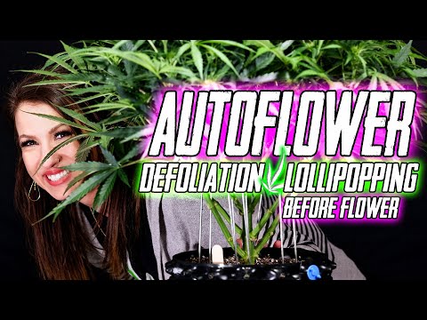 Удаление листьев и придание цветам аромата до цветения!