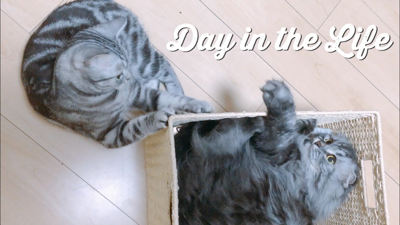 A Day in the Life of our Cats
