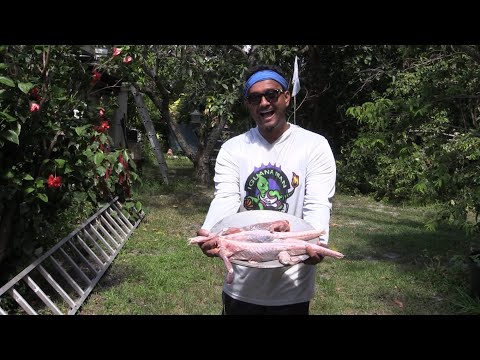 Day 31 How to Make Iguana Catch Pole!! How to Catch and Harvest Iguana For iguana Meat!