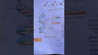 DNA Double Helix , NCERT Biology
