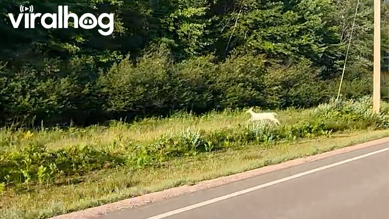 Driver Spots a White Deer by the Road || ViralHog