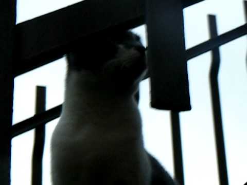 Gatto giocherellone ferisce il cameraman che lo vuole accarezzare!