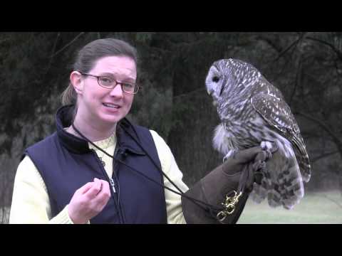 The Barred Owl