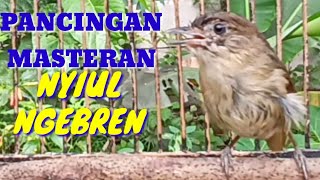 Download lagu Flamboyan Gacor ngebren dan nyiul ampuh untuk pancingan dan masteran mp3