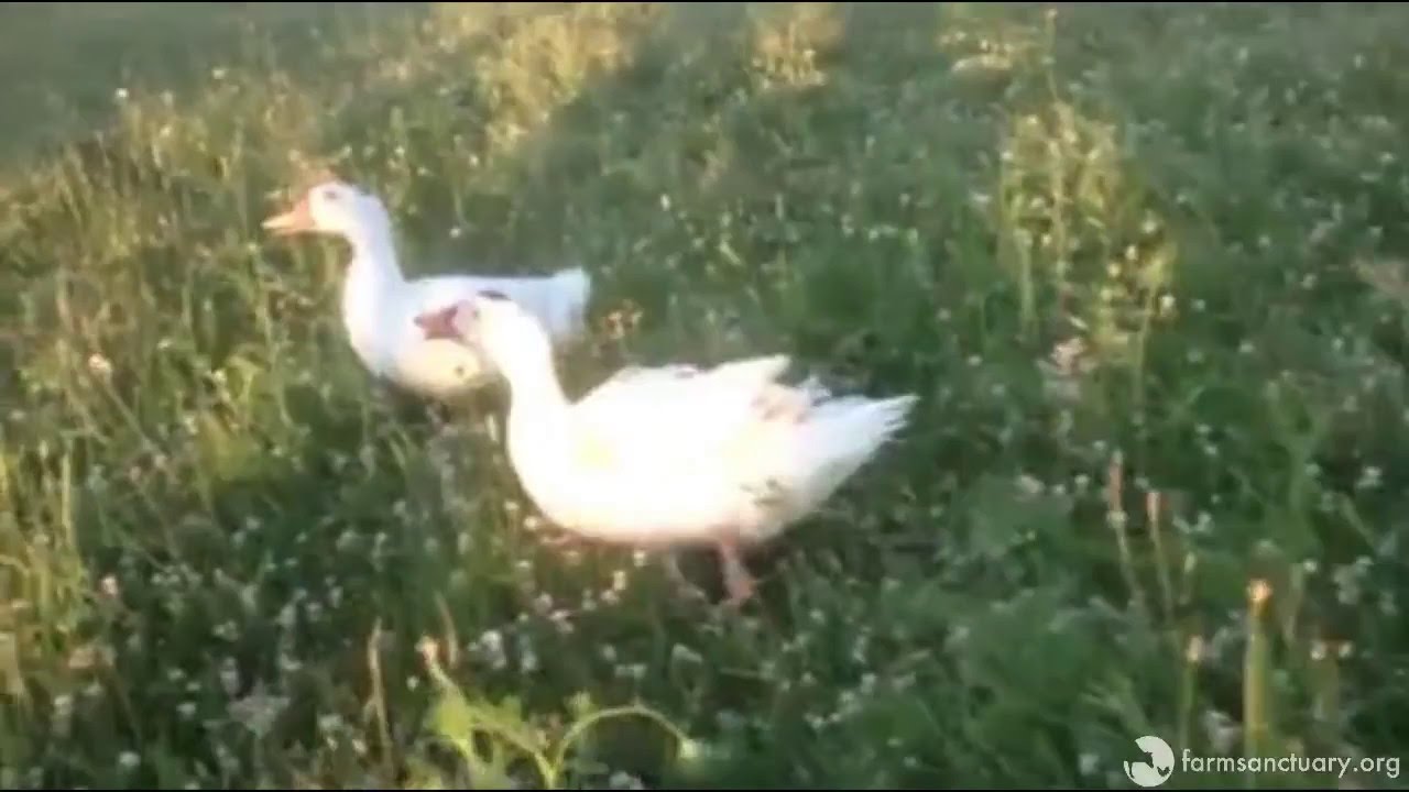 YouTube video preview