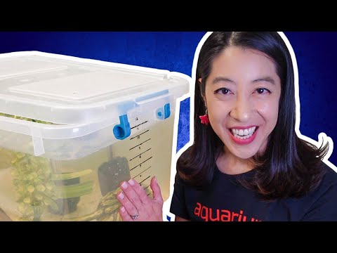 How to Make a Quick & Easy Quarantine Tank