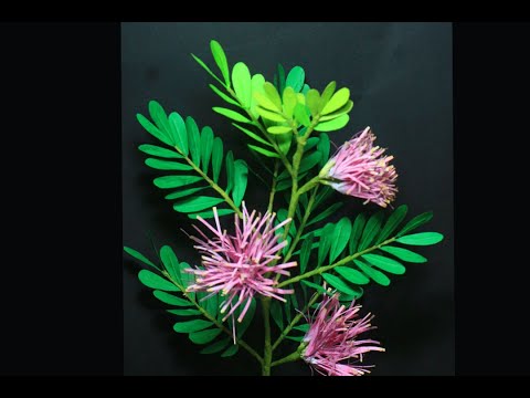 ทำดอกคาลเลียนดรา ซูรินาเมซิส จากกระดาษA4/ How To Make Calliandra Surinamensis from paper