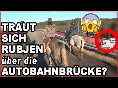 Traut sich Rubjen zum 1. Mal über die AUTOBAHNBRÜCKE? Angst! Ausreiten mit meinem Fohlen