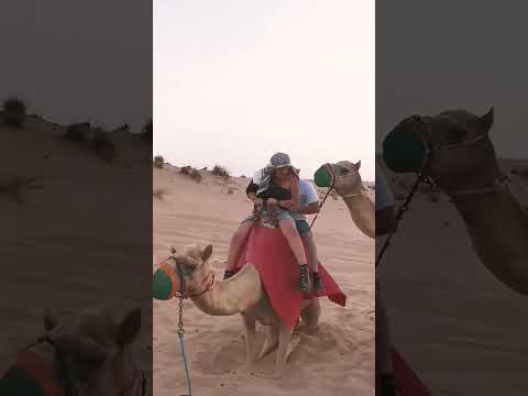 emotions Reactions funny att the camel ride att the desert safari camp Al Aweer #desertsafaridxbme